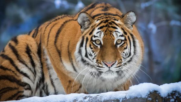 Free predator tiger hd animals wallpaper download