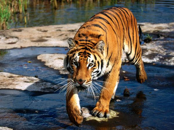 Free prowler bengal tiger wallpaper download