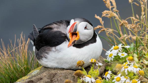 Free puffin bird hd birds wallpaper download