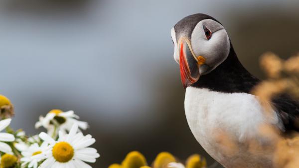 Free puffin is standing near flowers hd birds wallpaper download