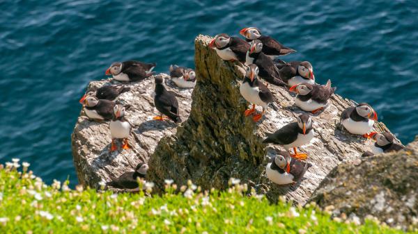 Free puffins are sitting on rock with background of water hd birds wallpaper download