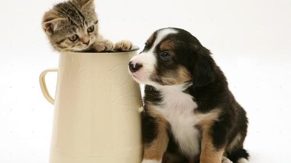 Free puppy dog and kitten with white background hd animals wallpaper download