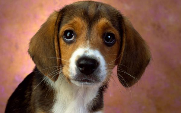 Free puppy eyes beagle wallpaper download