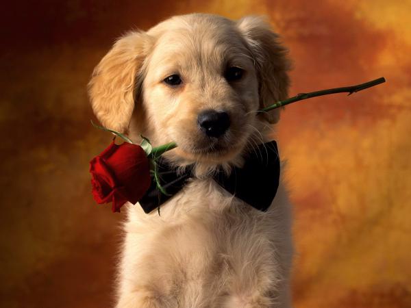 Free puppy love wallpaper download