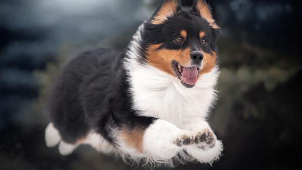 Free puppy shetland sheepdog is jumping high in blur background hd dog wallpaper download