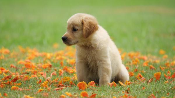 Free puppy sitting on green grass during daytime 4k 5k hd animals wallpaper download