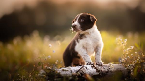 Free puppy with white and brown color hd animals wallpaper download