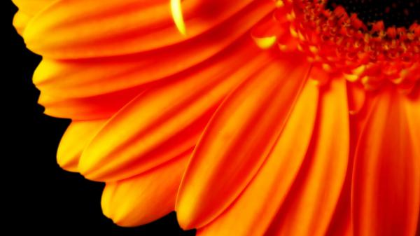 Free pure orange flower 1080p wallpaper download