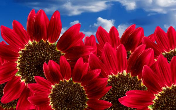 Free pure red sunflowers wallpaper download