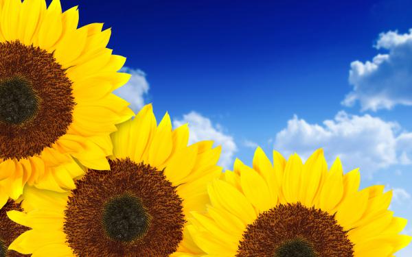 Free pure yellow sunflowers wallpaper download