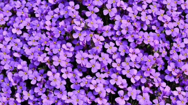 Free purle aubrieta flowers 5k wallpaper download