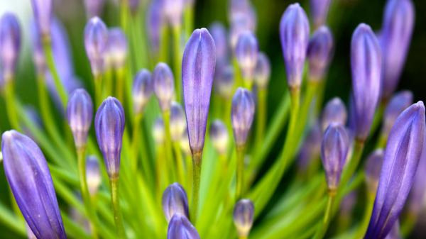 Free purple 1080p flower wallpaper download