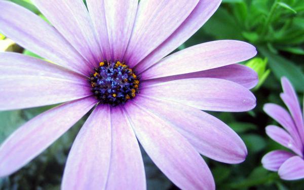 Free purple aster wallpaper download