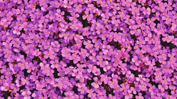 Free purple aubrieta flowers 5k wallpaper download