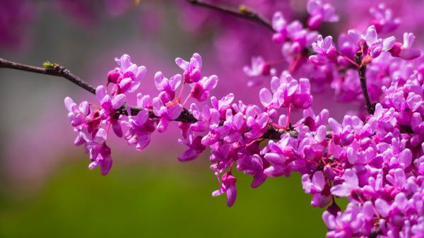 Free purple blossom branch flowers hd flowers wallpaper download