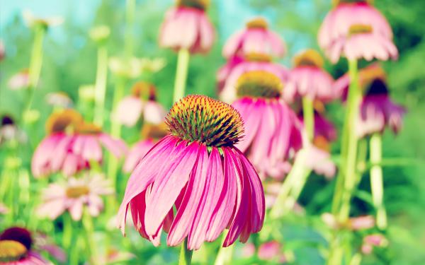 Free purple coneflower wallpaper download