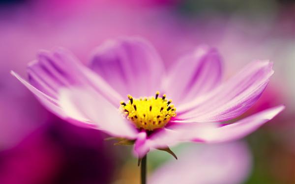 Free purple cosmos flower wallpaper download