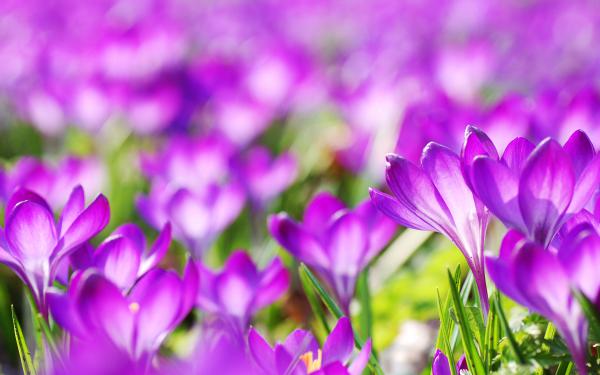 Free purple crocus flowers wallpaper download