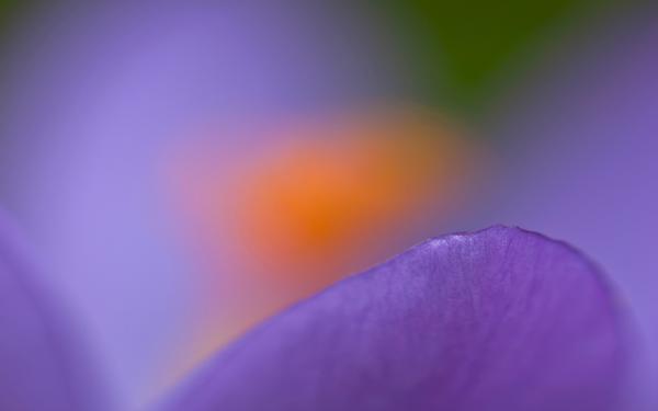 Free purple crocus macro wallpaper download