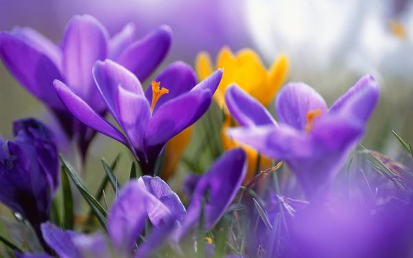 Free purple crocuses wallpaper download