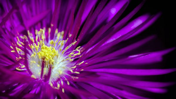 Free purple flower 1 4k hd wallpaper download