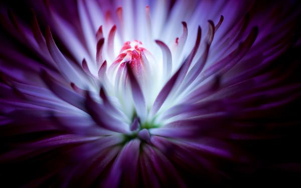 Free purple flower 4k wallpaper download