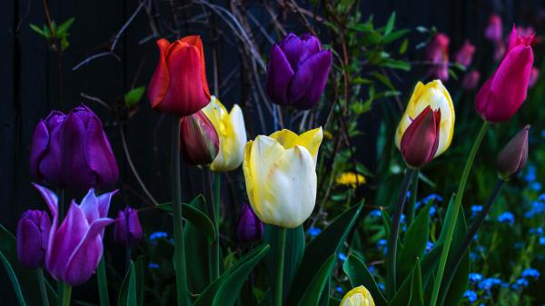 Free purple flower red flower tulip yellow flower 4k hd flowers wallpaper download