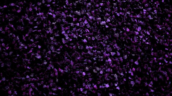 Free purple flowers 4k 2 wallpaper download