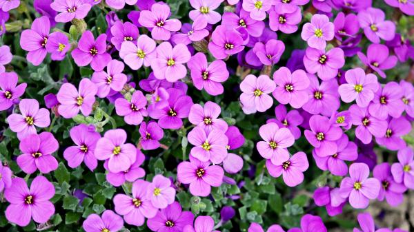 Free purple flowers 4k 3 wallpaper download