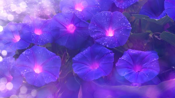 Free purple flowers 4k wallpaper download