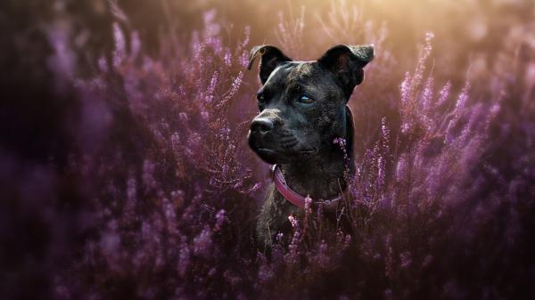 Free purple flowers around black dog hd animals wallpaper download