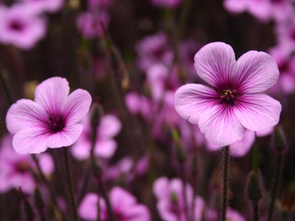 Free purple flowers wallpaper download