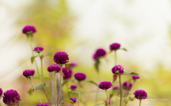 Free purple garden flowers wallpaper download