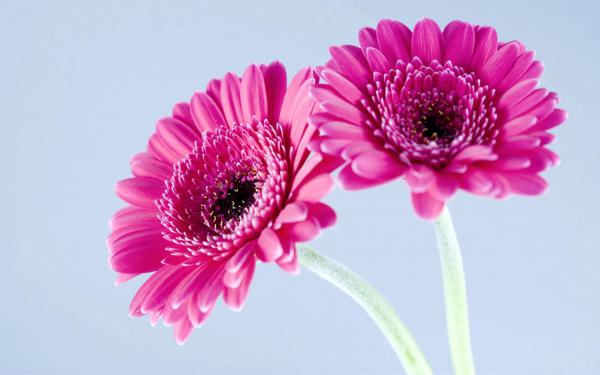 Free purple gerbera daisies wallpaper download