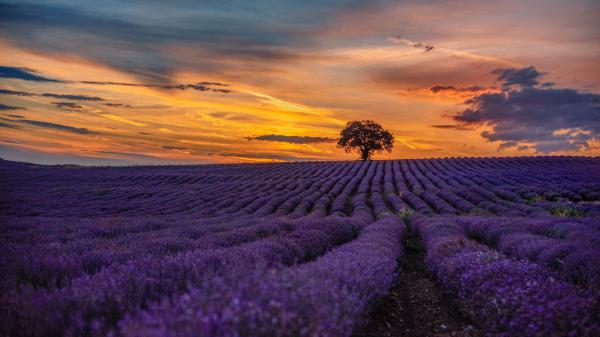 Free purple lavender field during sunset 4k hd flowers wallpaper download