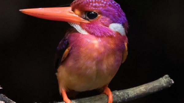 Free purple light orange kingfisher bird on tree branch hd birds wallpaper download