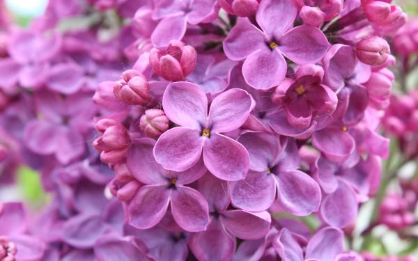 Free purple lilac flowers wallpaper download