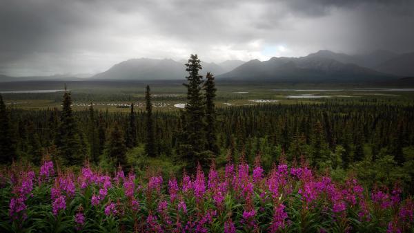 Free purple meadow flowers under black cloudy sky hd flowers wallpaper download