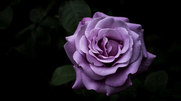 Free purple rose hd wallpaper download