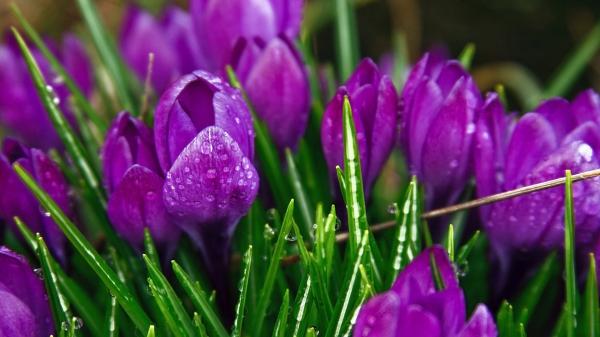 Free purple strange flowers wallpaper download