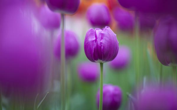 Free purple tulips wallpaper download