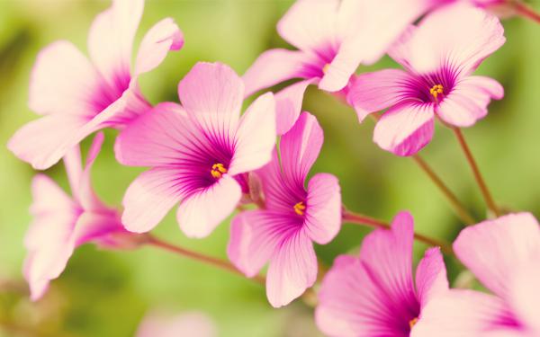 Free purple verbena wallpaper download