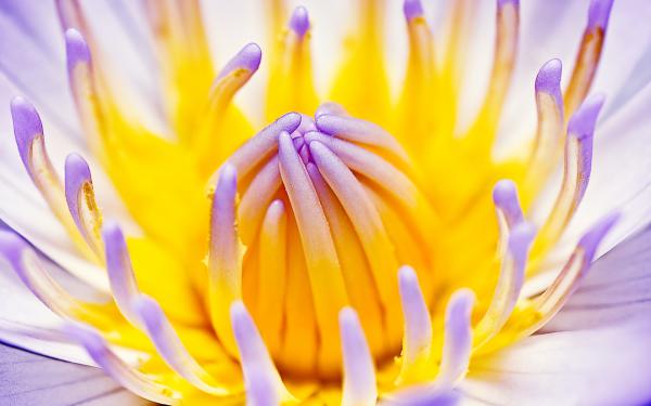 Free purple water lily wallpaper download