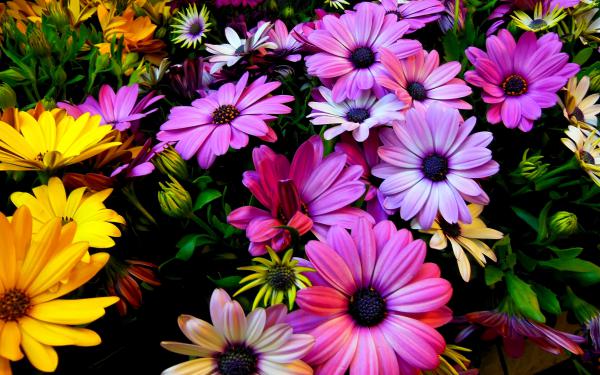 Free purple yellow daisy flowers wallpaper download