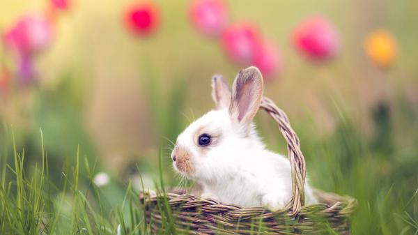 Free rabbit is sitting in brown woven basket on green grass field hd animals wallpaper download