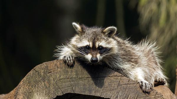 Free raccoon with black eyes 4k 5k hd animals wallpaper download