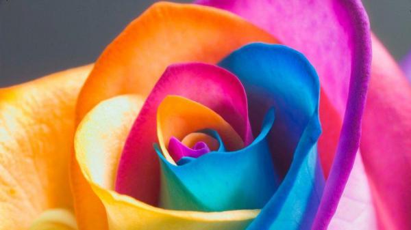 Free rainbow color flower hd abstract wallpaper download