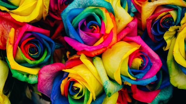 Free rainbow flower abstract 4k 5k hd abstract wallpaper download