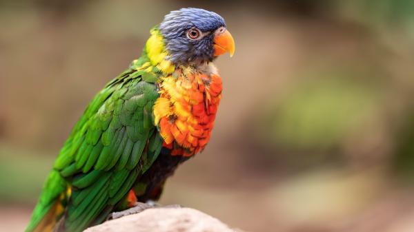 Free rainbow lorikeet is standing on rock in a blur background 4k hd animals wallpaper download