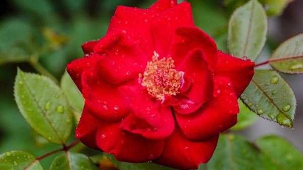 Free raindrops on red rose flower with leaves 4k 5k hd flowers wallpaper download